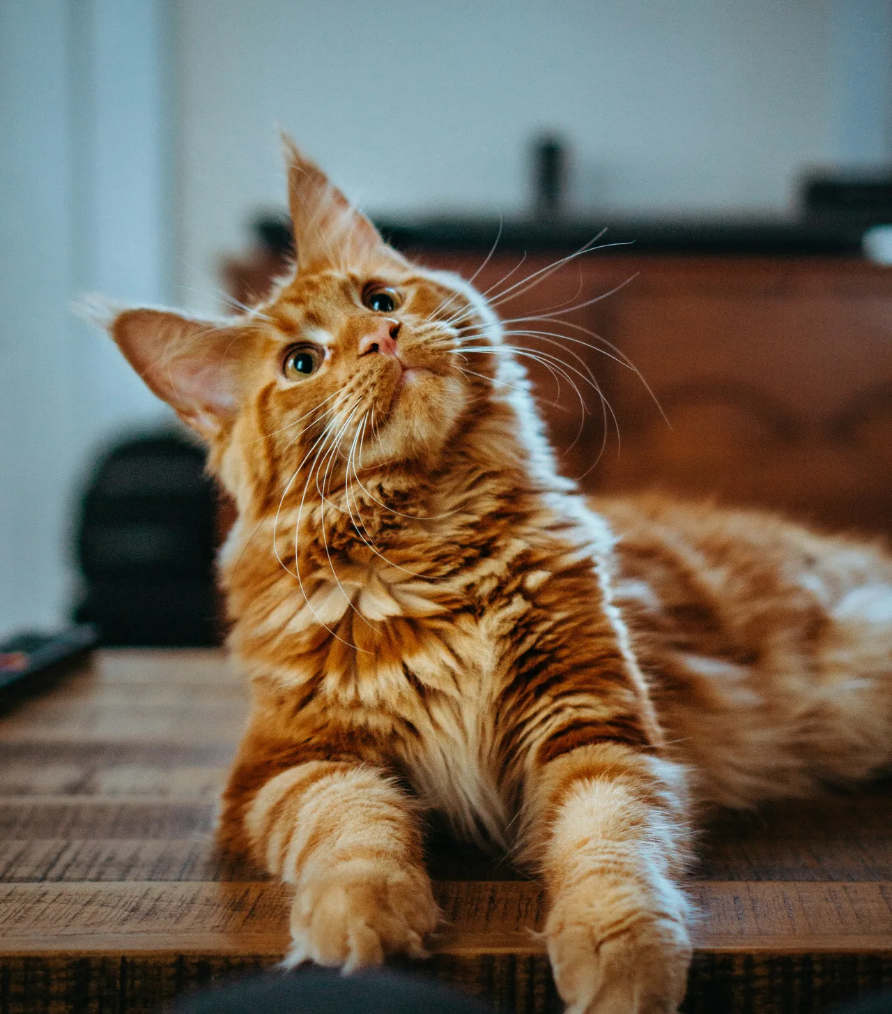 En avslappnad katt som vilar hemma